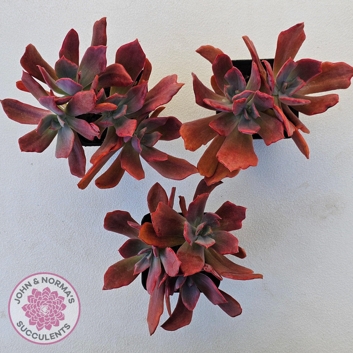 Echeveria Diamond State Variegated - Multi