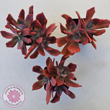 Load image into Gallery viewer, Echeveria Diamond State Variegated - Multi - John & Norma's Succulents Australia