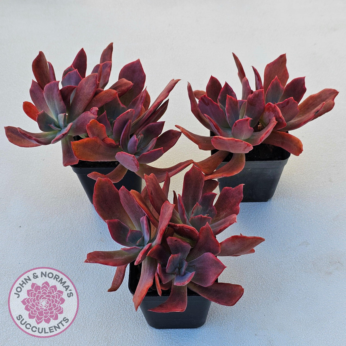 Echeveria Diamond State Variegated - Multi
