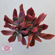 Load image into Gallery viewer, Echeveria Diamond State Variegated - Multi - John & Norma's Succulents Australia