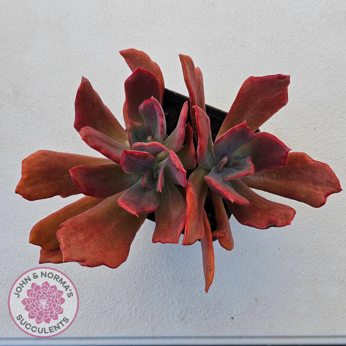 Echeveria Diamond State Variegated - Multi