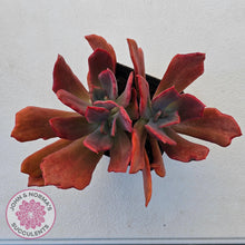 Load image into Gallery viewer, Echeveria Diamond State Variegated - Multi - John & Norma's Succulents Australia