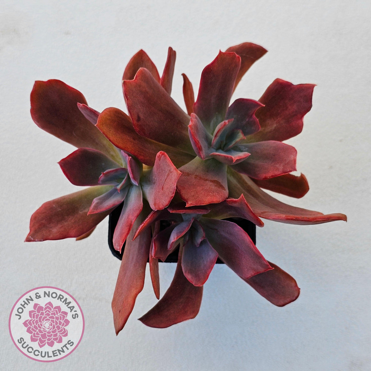 Echeveria Diamond State Variegated - Multi