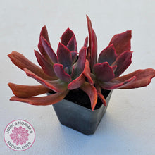 Load image into Gallery viewer, Echeveria Diamond State Variegated - Multi - John & Norma's Succulents Australia