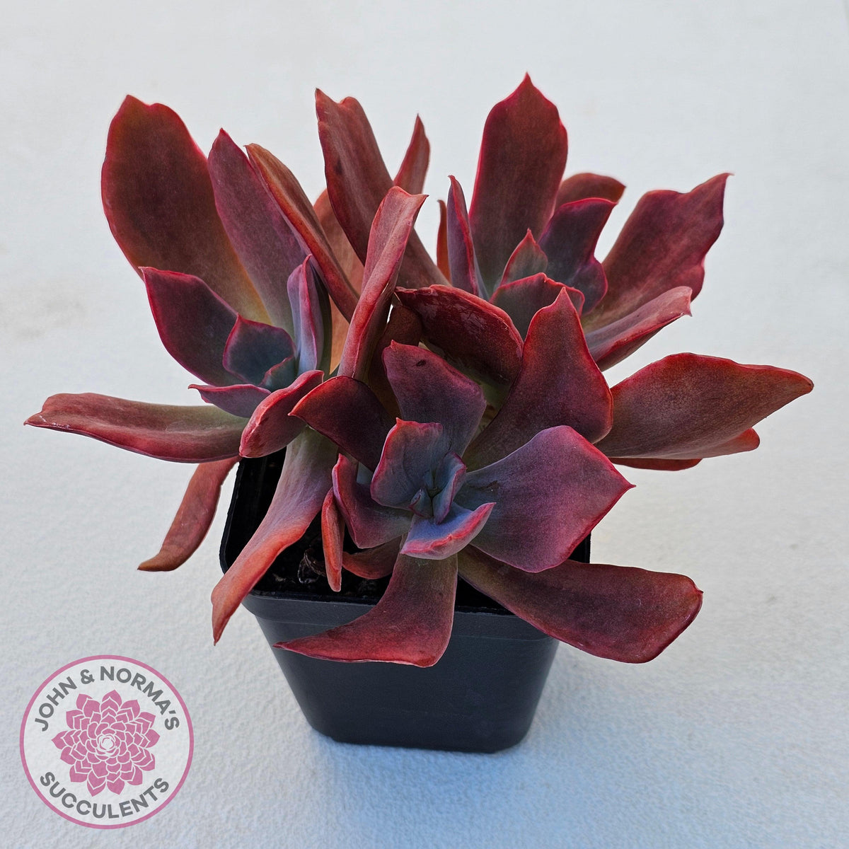 Echeveria Diamond State Variegated - Multi
