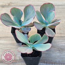 Load image into Gallery viewer, Echeveria 'Dream Fantasia'