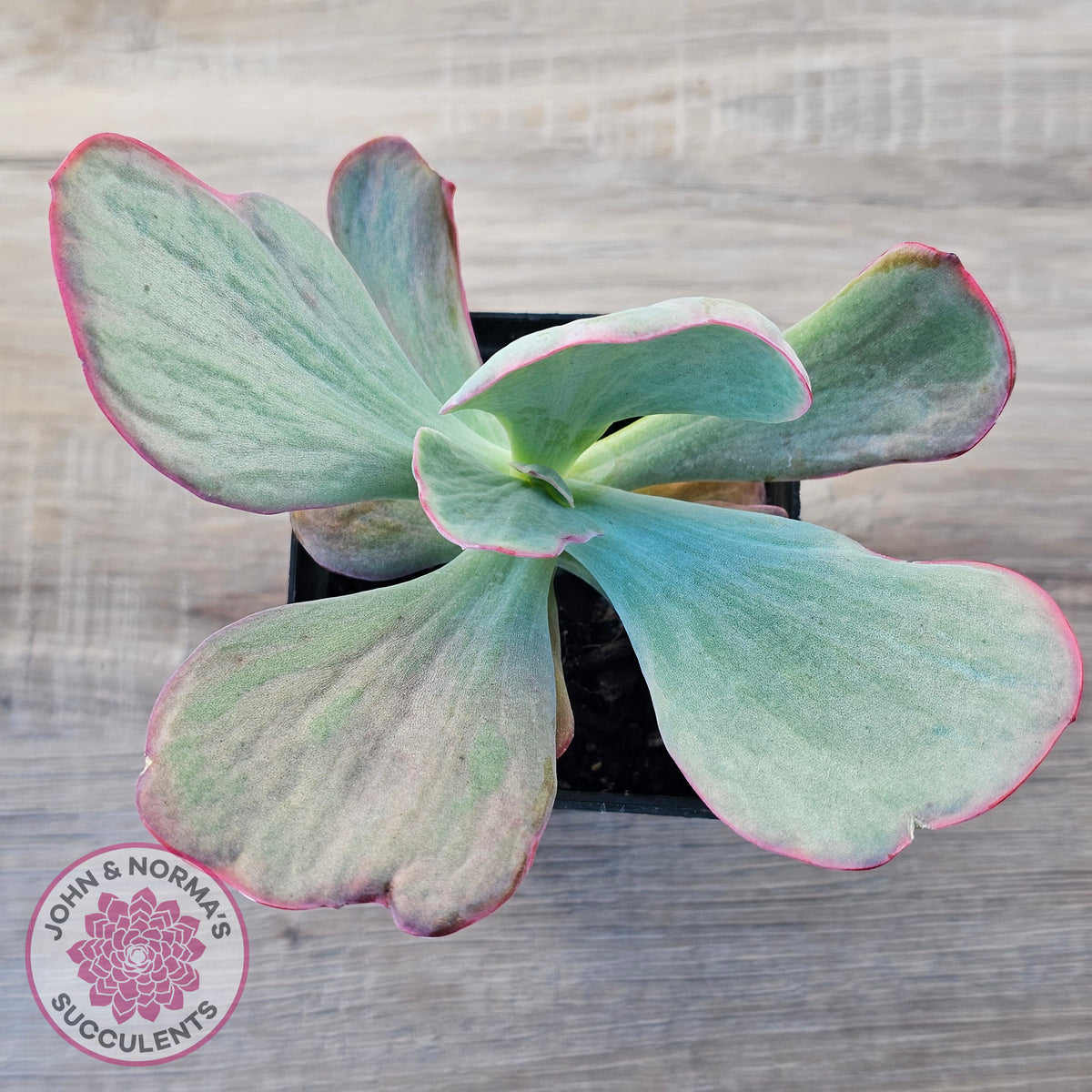Echeveria 'Dream Fantasia'