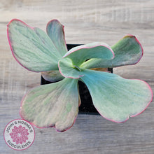 Load image into Gallery viewer, Echeveria 'Dream Fantasia'