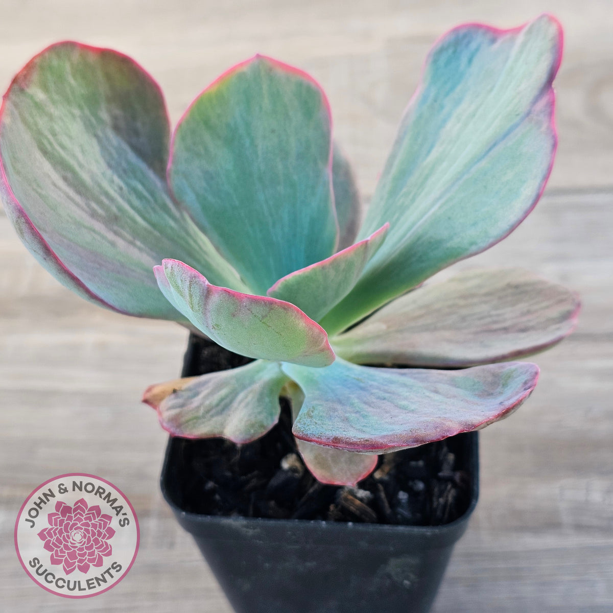 Echeveria 'Dream Fantasia'