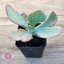 Load image into Gallery viewer, Echeveria 'Dream Fantasia'