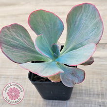 Load image into Gallery viewer, Echeveria 'Dream Fantasia'