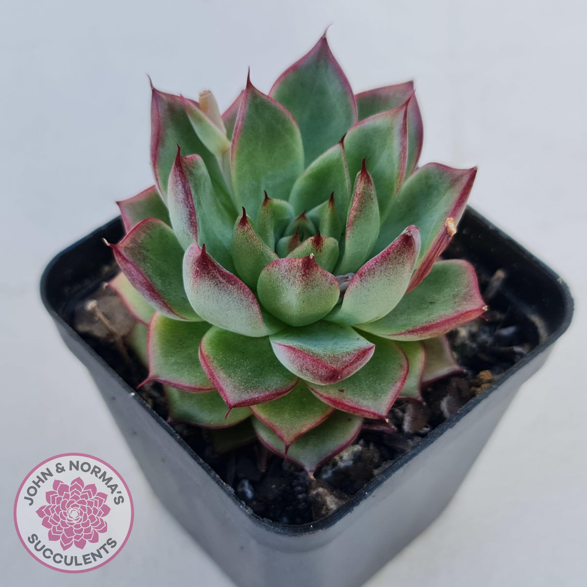 Echeveria 'Dream Queen'