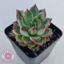 Load image into Gallery viewer, Echeveria 'Dream Queen' - John & Norma's Succulents Australia