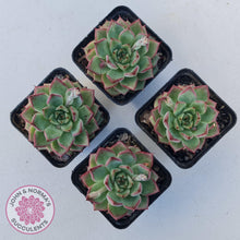 Load image into Gallery viewer, Echeveria 'Dream Queen' - John & Norma's Succulents Australia