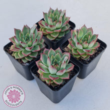 Load image into Gallery viewer, Echeveria 'Dream Queen' - John & Norma's Succulents Australia