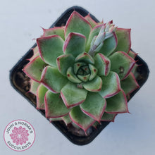 Load image into Gallery viewer, Echeveria 'Dream Queen' - John & Norma's Succulents Australia