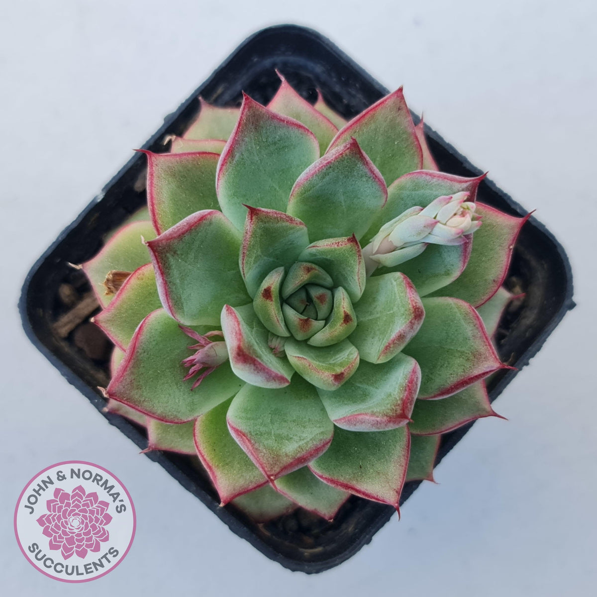 Echeveria 'Dream Queen'