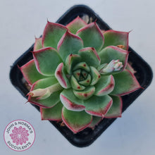 Load image into Gallery viewer, Echeveria 'Dream Queen' - John & Norma's Succulents Australia