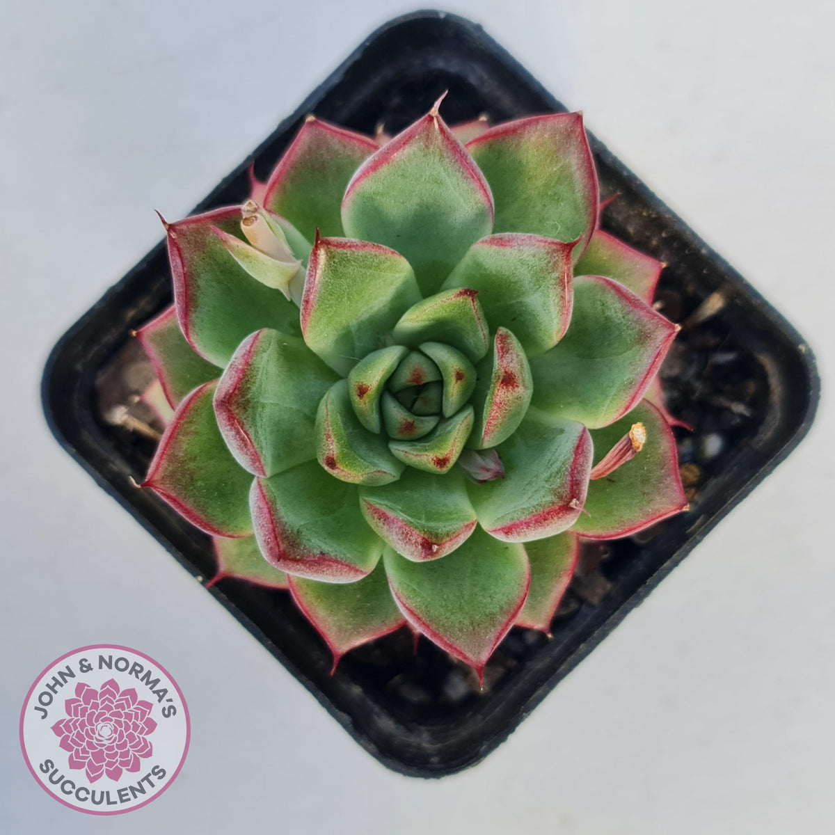 Echeveria 'Dream Queen'