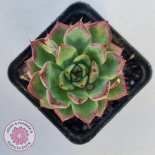 Load image into Gallery viewer, Echeveria 'Dream Queen' - John & Norma's Succulents Australia