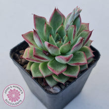 Load image into Gallery viewer, Echeveria 'Dream Queen' - John & Norma's Succulents Australia