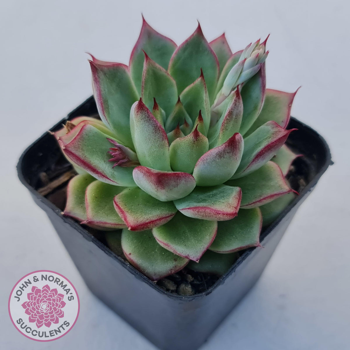 Echeveria 'Dream Queen'