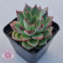Load image into Gallery viewer, Echeveria 'Dream Queen' - John & Norma's Succulents Australia
