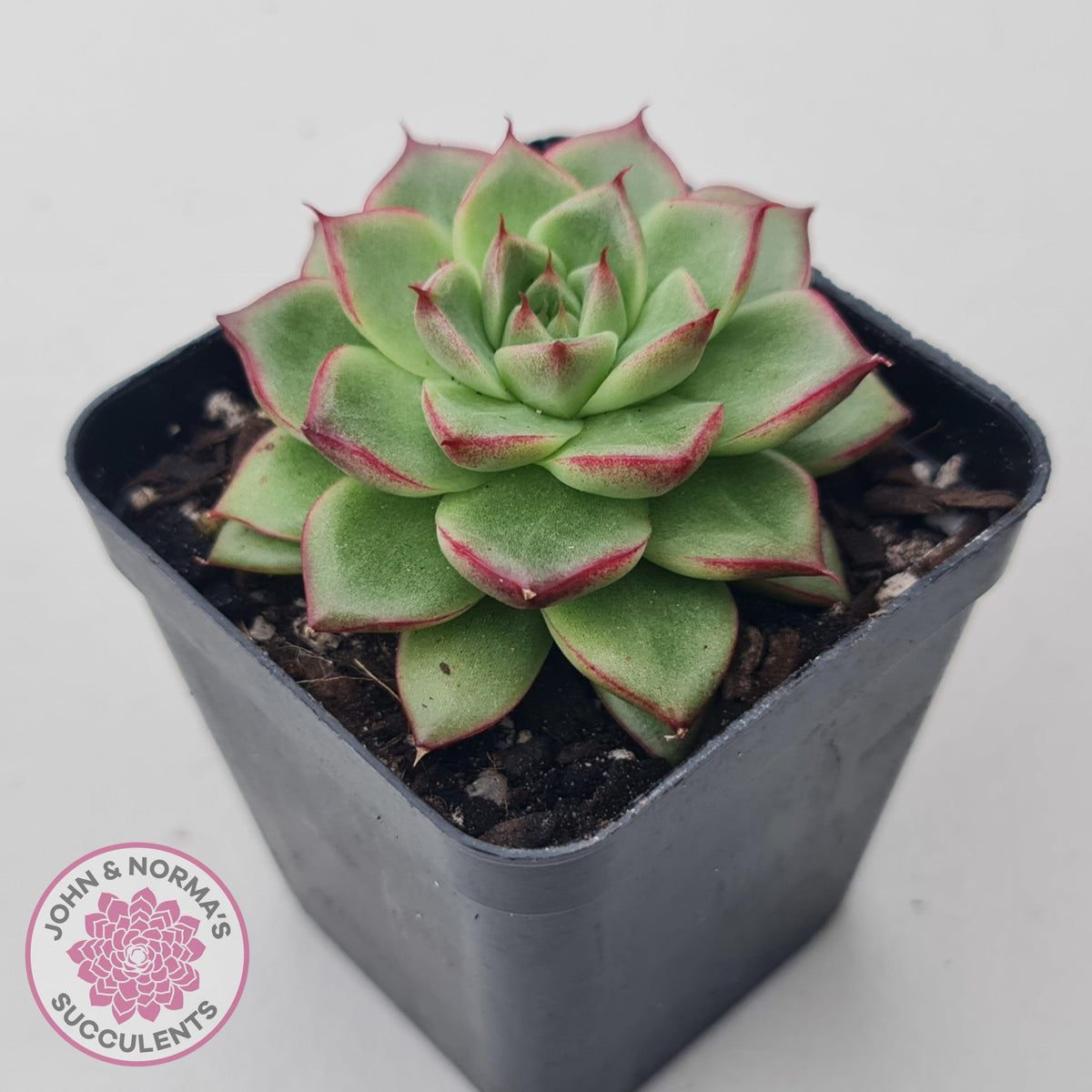Echeveria 'Dream Queen'