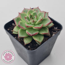 Load image into Gallery viewer, Echeveria 'Dream Queen' - John & Norma's Succulents Australia