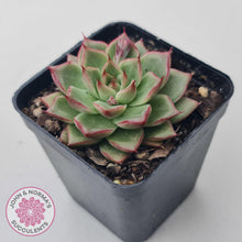 Load image into Gallery viewer, Echeveria 'Dream Queen' - John & Norma's Succulents Australia