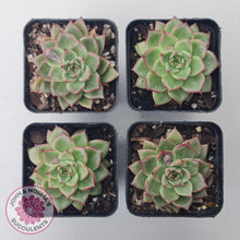 Load image into Gallery viewer, Echeveria 'Dream Queen' - John & Norma's Succulents Australia