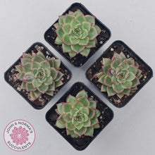 Load image into Gallery viewer, Echeveria 'Dream Queen' - John & Norma's Succulents Australia