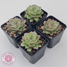 Load image into Gallery viewer, Echeveria 'Dream Queen' - John & Norma's Succulents Australia