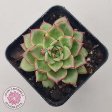 Load image into Gallery viewer, Echeveria 'Dream Queen' - John & Norma's Succulents Australia