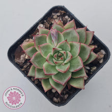 Load image into Gallery viewer, Echeveria 'Dream Queen' - John & Norma's Succulents Australia