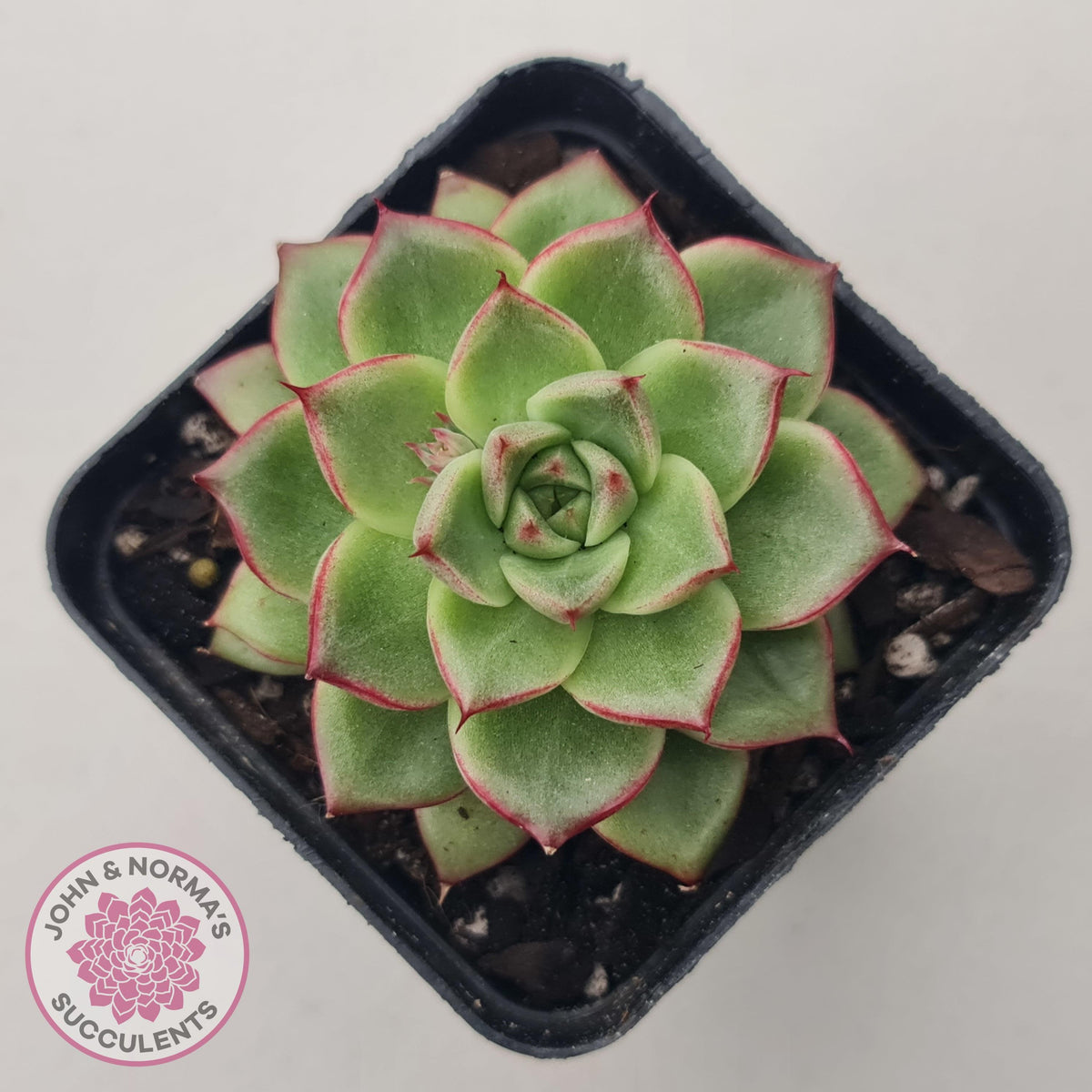 Echeveria 'Dream Queen'