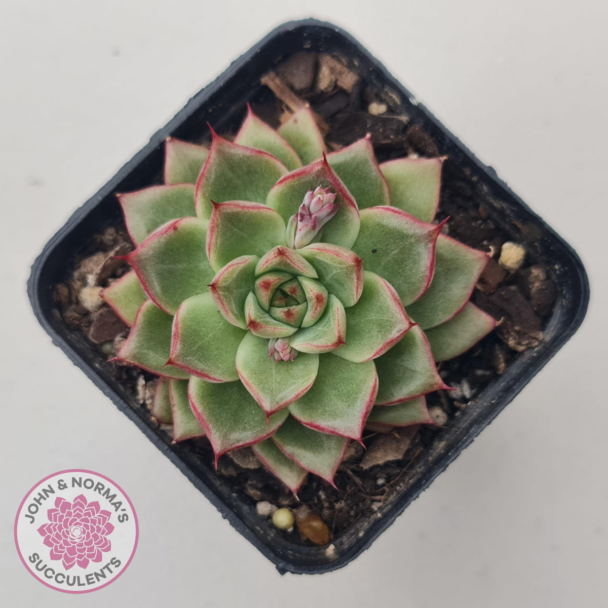Echeveria 'Dream Queen'