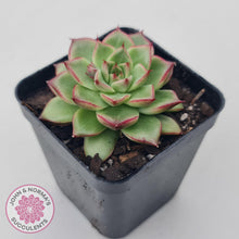 Load image into Gallery viewer, Echeveria 'Dream Queen' - John & Norma's Succulents Australia