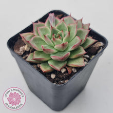 Load image into Gallery viewer, Echeveria 'Dream Queen' - John & Norma's Succulents Australia