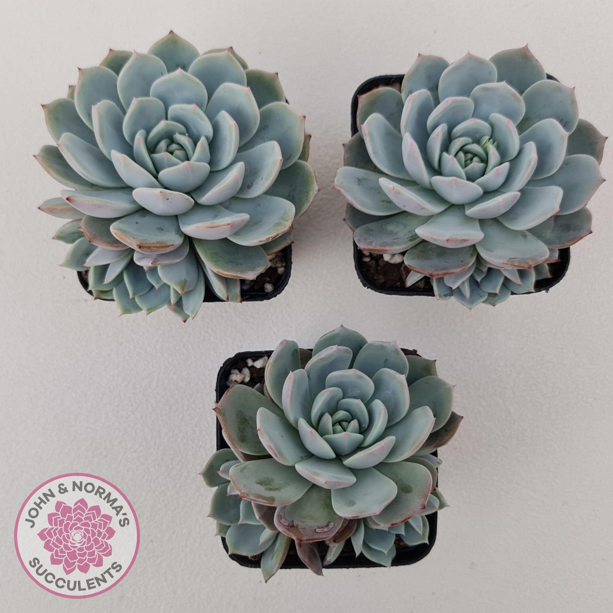 Echeveria Dream Snow