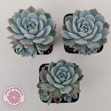 Load image into Gallery viewer, Echeveria Dream Snow (Large multi) - John & Norma's Succulents Australia