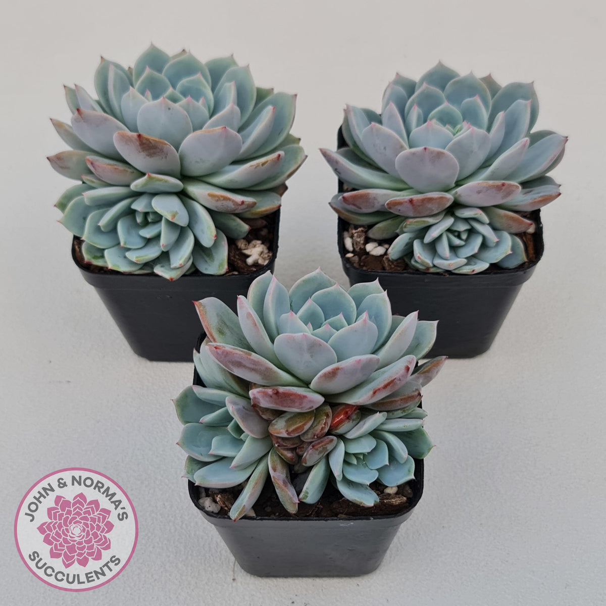 Echeveria Dream Snow