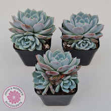 Load image into Gallery viewer, Echeveria Dream Snow (Large multi) - John & Norma's Succulents Australia