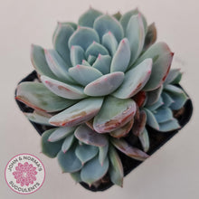 Load image into Gallery viewer, Echeveria Dream Snow (Large multi) - John & Norma's Succulents Australia