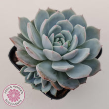 Load image into Gallery viewer, Echeveria Dream Snow (Large multi) - John & Norma's Succulents Australia