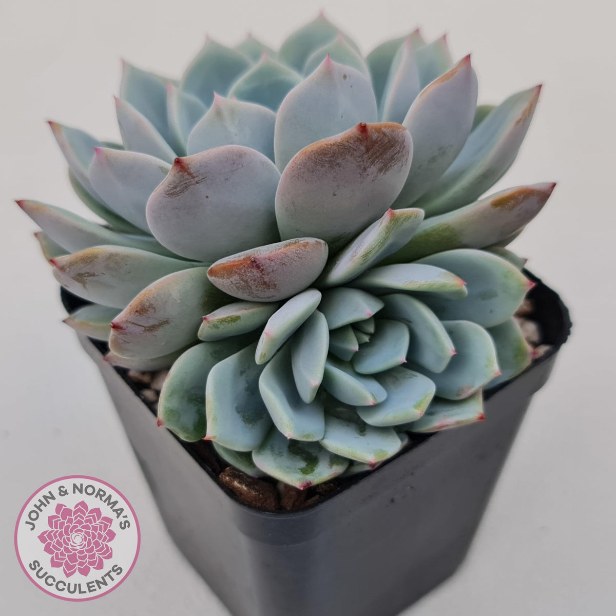 Echeveria Dream Snow
