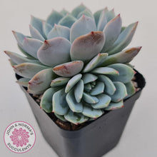Load image into Gallery viewer, Echeveria Dream Snow (Large multi) - John & Norma's Succulents Australia