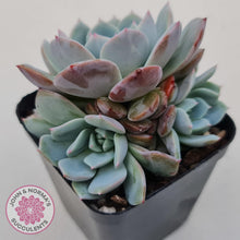 Load image into Gallery viewer, Echeveria Dream Snow (Large multi) - John & Norma's Succulents Australia
