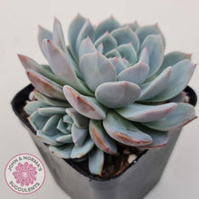 Load image into Gallery viewer, Echeveria Dream Snow (Large multi) - John & Norma's Succulents Australia
