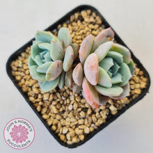 Load image into Gallery viewer, Echeveria Dream Snow (Large multi) - John & Norma's Succulents Australia
